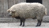 Video: Những giống lợn kỳ lạ trên thế giới vẫn tồn tại đến ngày nay