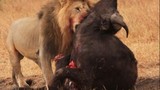 Video: Trâu rừng trả giá đắt vì thách thức sư tử 