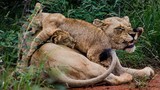 Sư tử mẹ nghiến răng cắn đuôi sư tử con