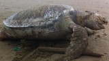 Xác đồi mồi nặng 100kg dạt vào bờ biển ở Nghệ An
