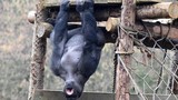 Khỉ đột to lớn “tập thể hình” khoe cơ bắp cuồn cuộn
