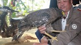 Chú chim đại bàng được ân nhân nuôi lớn ở Hà Tĩnh