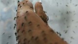 Muỗi dày đặc tấn công người ở Hà Nội
