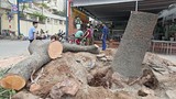 Sở Xây dựng HN phải trả lời báo chí chuyện chặt cây