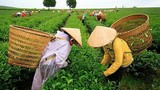 Bác tin đồn thất thiệt trà Việt Nam nhiễm dioxin