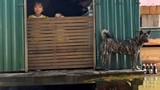 Chùm ảnh: Cuộc sống trên mái nhà ở rốn lũ Quảng Bình
