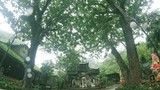 Tận mục 7 cây di sản Việt Nam độc đáo ở Đà Nẵng