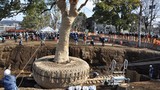 Đây là cách người Nhật di dời một cái cây