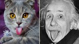 Mèo lè lưỡi siêu đáng yêu như Albert Einstein gây sốt
