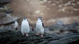 Chuyện tình yêu khác thường của cặp chim cánh cụt đồng tính