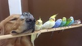 Tình bạn “tay ba” kỳ lạ giữa chó, chim và chuột