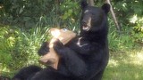 Gấu đen hung dữ vặt cả cổ hươu nhựa để ăn 