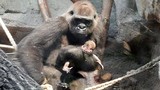 Nhói lòng khỉ đột mẹ đau đớn vì cái chết của con
