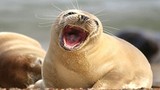 Chết mê hải cẩu “cười tít mù” quên trời đất