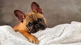 Giống chó Bulldog và những hành động “đốn tim” chủ