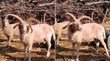 Phát hiện cừu 4 sừng cực hiếm ở Trung Quốc