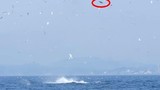 Hãi hùng xem cá voi sát thủ tung hứng sư tử biển 
