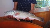 Nóng: Câu được cá sủ vàng giá nửa tỷ ở Quảng Bình