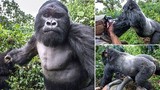 Khỉ đột dùng nắm đấm “nói chuyện” với nhiếp ảnh gia