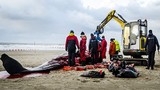 Mổ phanh cá nhà táng khổng lồ dạt bờ biển Hà Lan