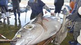 Bắt được thủy quái cá ngừ nặng 417 kg ở Nhật Bản