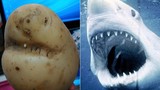 Hiếm thấy: Củ khoai tây giống... cá mập đến kỳ lạ