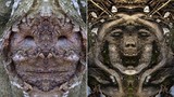 Chết khiếp "gương mặt" của những quái cây đáng sợ (2)