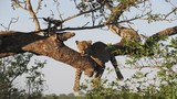 Hình ảnh hiếm thấy của những mãnh thú châu Phi