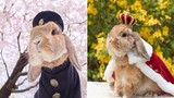 Chú thỏ phong cách nhất thế giới “đốn tim” dân mạng