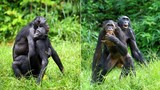 “Đỏ mặt” cảnh vợ chồng vượn Bonobo “mây mưa” công khai 