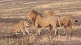 Sư tử đực giết con bạn tình để nhanh được “mây mưa“