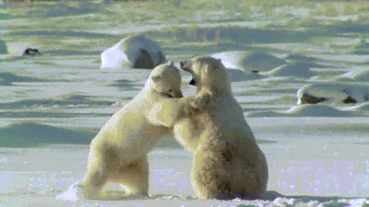 Gấu Bắc cực đực kịch chiến giành giật tình yêu
