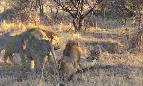 Kinh hoàng bốn sư tử đực vây giết sư tử cái 