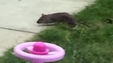 Hãi hùng cảnh chuột khổng lồ xâm chiếm sân vườn