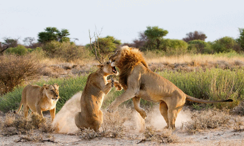 Sư tử cái đánh ghen điên cuồng khiến "bạn tình" choáng
