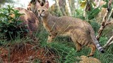 Khám phá loài mèo núi cực quý hiếm của Việt Nam