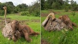Tình bạn kỳ lạ giữa đà điểu và voi con 