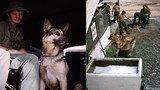 Ảnh hiếm về chó nghiệp vụ Mỹ thời chiến tranh Việt Nam