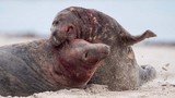 Hải cẩu đực chém giết nhau đẫm máu giành quyền giao phối