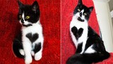 Zoe - cô mèo kỳ lạ có trái tim ngoài lồng ngực 