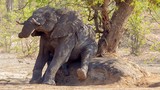 Đỏ mặt nhìn voi Nam Phi làm trò nhạy cảm 