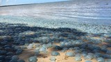 Choáng ngợp hàng ngàn con sứa lên bãi biển tắm nắng 