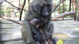 Cái kết hạnh phúc của khỉ đầu chó mồ côi mẹ 