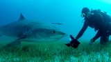 Rợn người cảnh nhiếp ảnh gia tiếp cận cá mập hổ