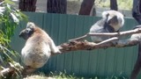 Gấu koala đáng yêu tranh nhau chỗ tắm nắng 