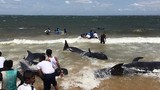 Ngoạn mục giải cứu 20 con cá voi dạt bờ ở Sri Lanka 