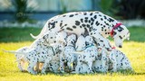 Chó đốm sinh 18 chó con một lúc lập kỷ lục thế giới