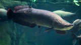 Lời kể hãi hùng về loài cá khổng lồ Arapaima