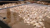 Khóc ngất khi 80 tấn cá chết trắng sông vì lũ về