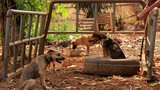 Khủng khiếp sự tàn bạo trong những lò giết mổ chó Indonesia